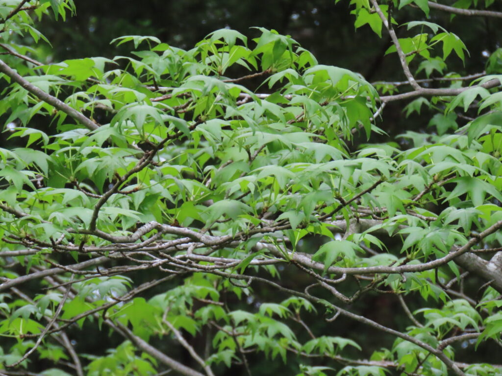 American sweetgum (Liquidambar styraciflua)