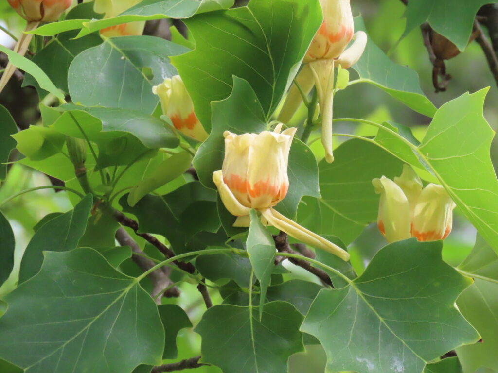 Tulip tree (Liriodendron tulipifera)
