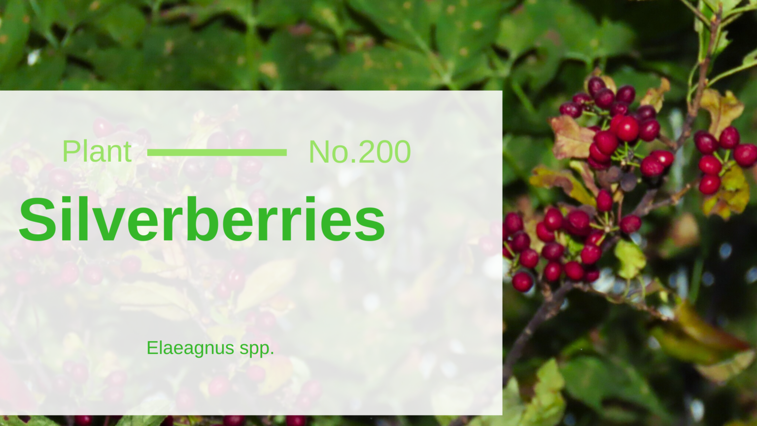 Silverberries Elaeagnus SPP. Edible & Medicinal Uses of the Mealy Sour Berry Song of the Woods