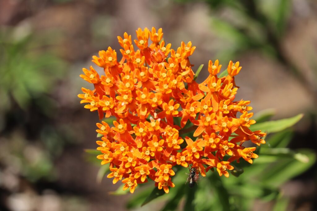 Butterfly milkweed (Asclepias tuberosa)