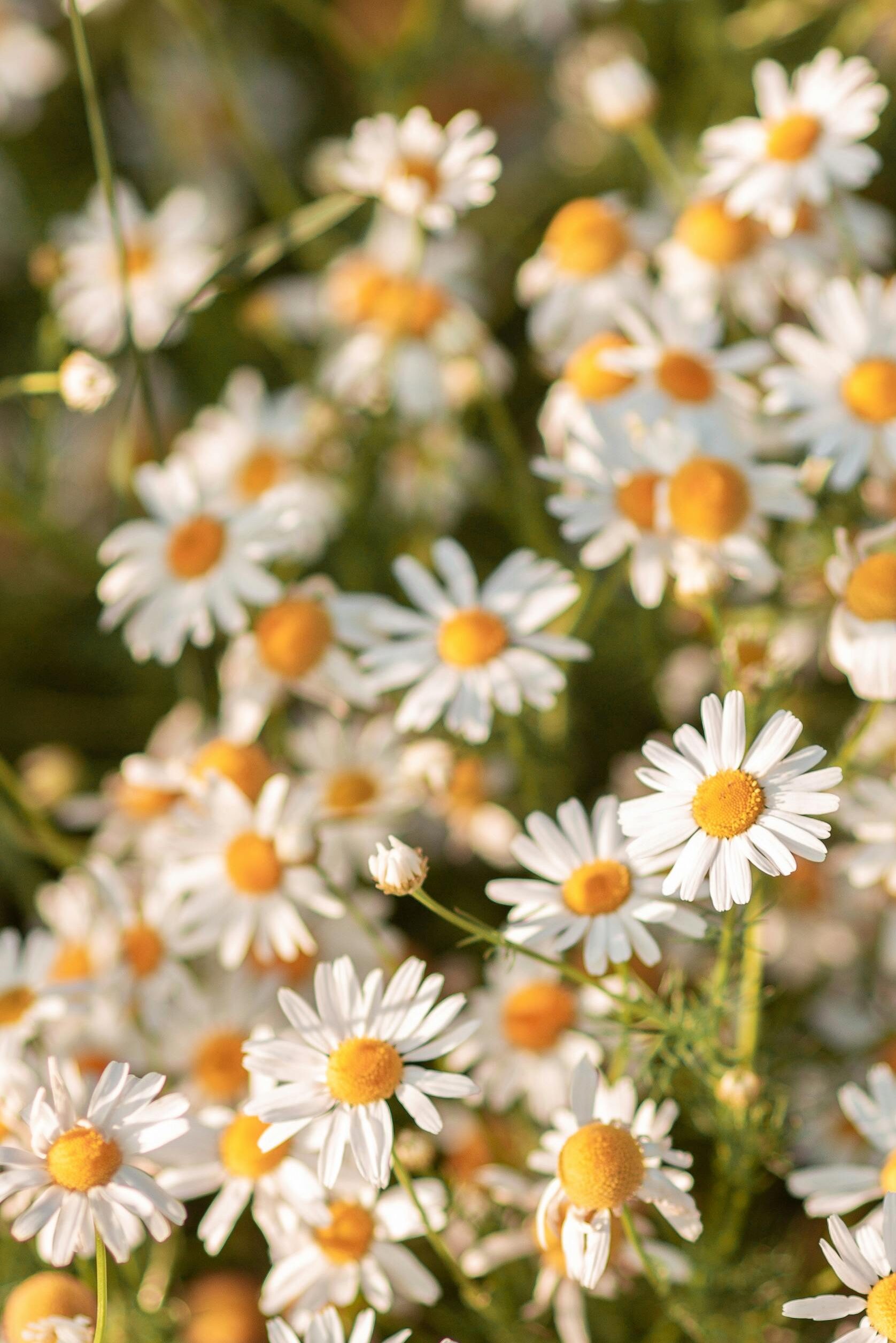 German chamomile (Matricaria chamomilla)