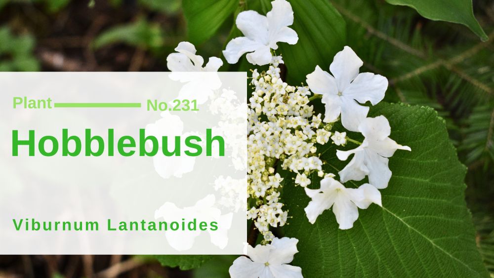 Hobblebush - Viburnum Lantanoides