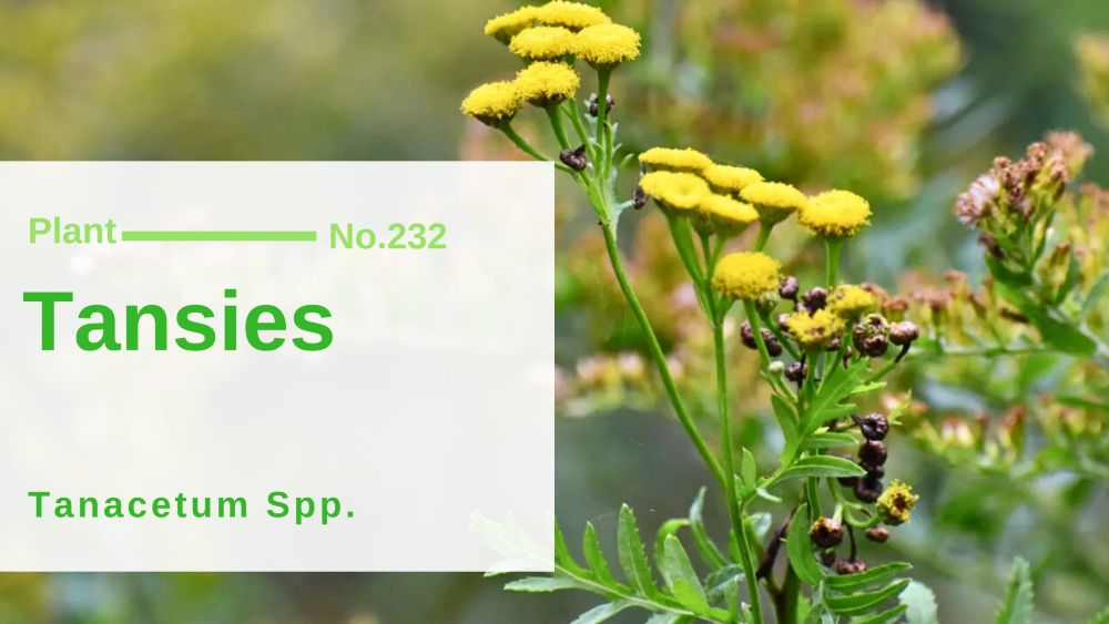 Tansies - Tanacetum SPP.