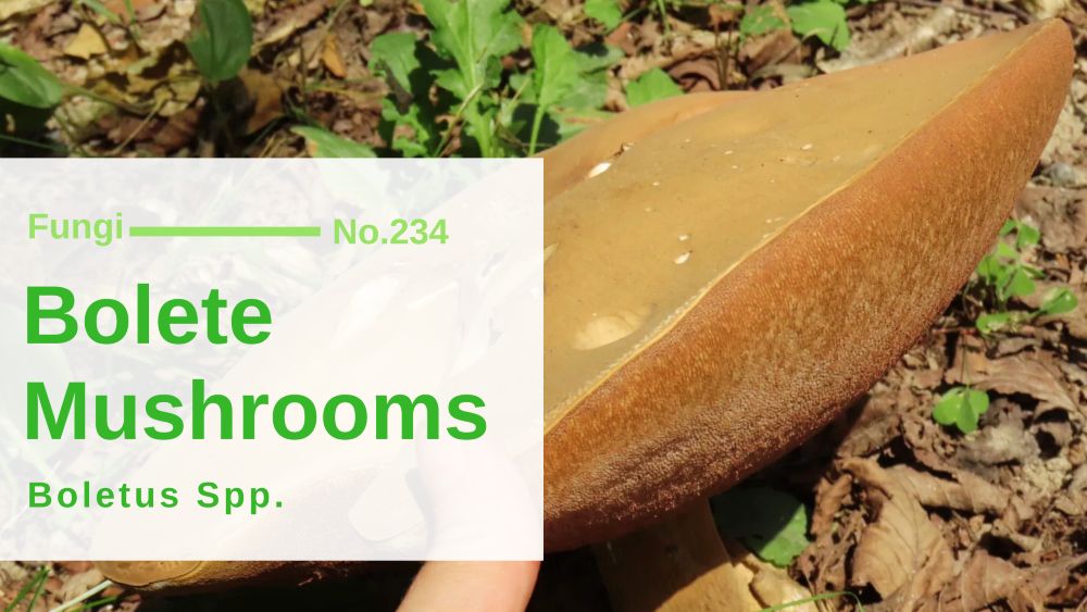 Bolete Mushrooms - Boletus SPP.