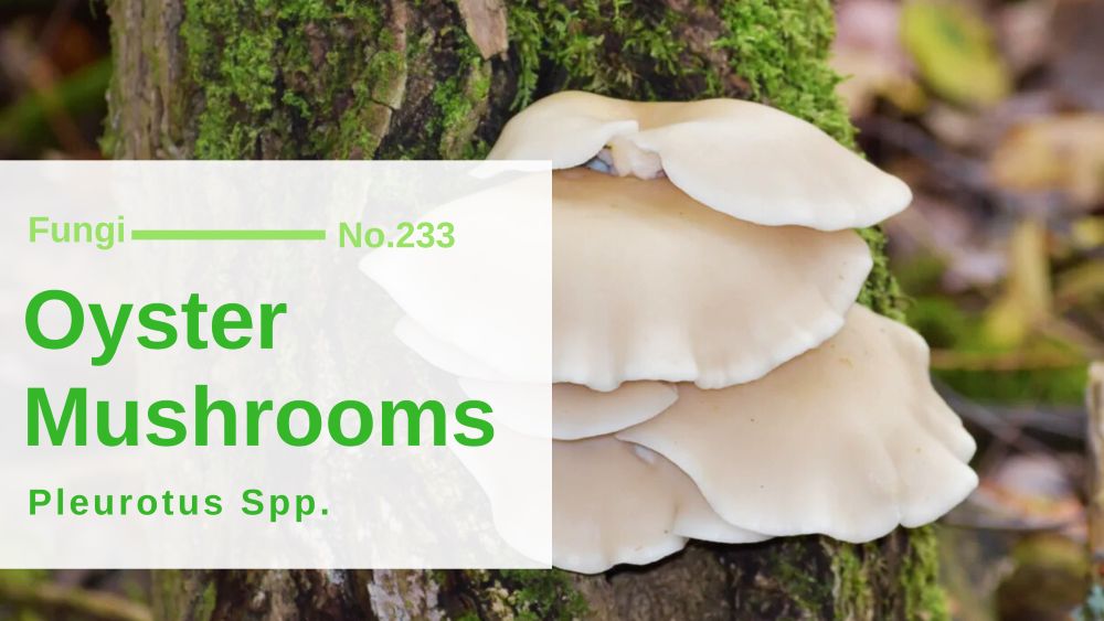 Oyster Mushrooms - Pleurotus SPP.